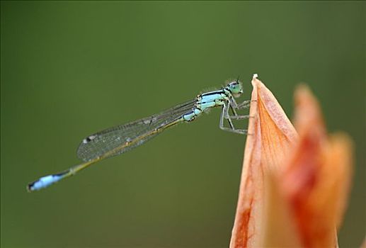 蓝尾蜻蛉,长叶异痣蟌,花