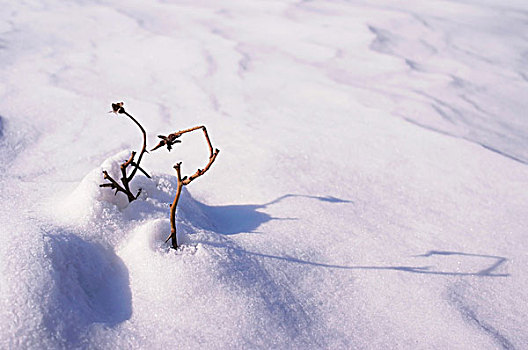 中国冬季白色的雪覆盖着的树林