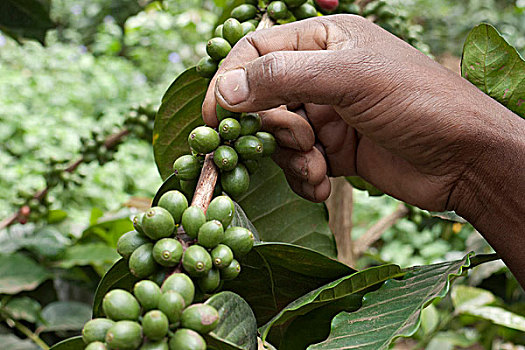 手,挑选,不熟,绿色,咖啡豆,灌木,咖啡种植园,斜坡,靠近,阿鲁沙,坦桑尼亚,非洲