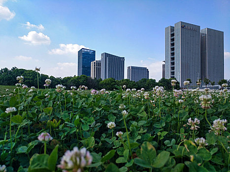 平湖南市区,铂尔曼酒店,明湖公园