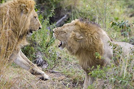 非洲狮,狮子,争斗,脆弱,马赛马拉国家保护区,肯尼亚