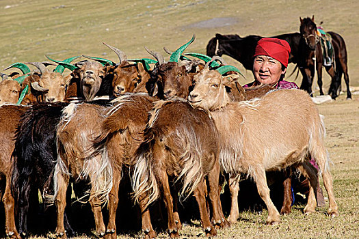 亚洲,蒙古,山,牧人,女人,挤奶,山羊,使用,只有