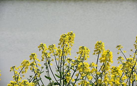 江苏淮安洪泽区乡村河塘边的油菜花