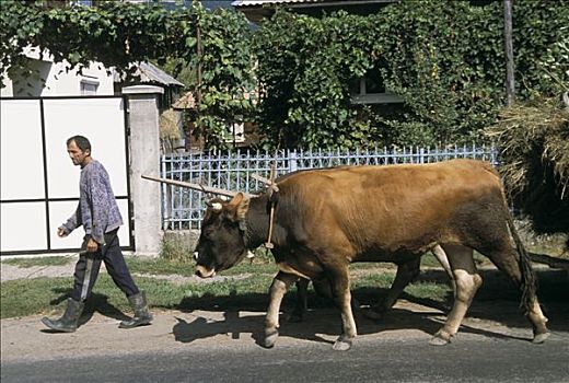 罗马尼亚,马拉穆列什,区域,男人,干草,手推车,向上,牛