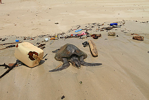 死,橄榄龟,太平洋丽龟,海滨,垃圾,巴拿马,中美洲