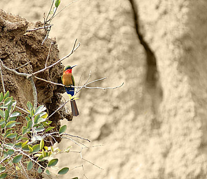 食蜂鸟,乌干达
