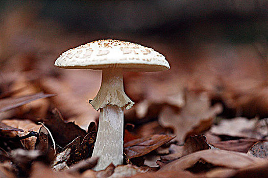 特写,伞状蘑菇