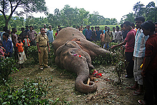 村民,看,大象,致命,电,惊奇,阿萨姆邦,印度,十月,2009年