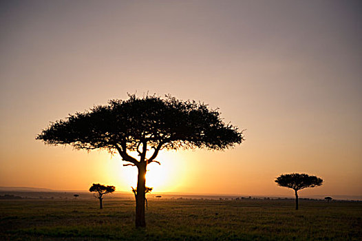 树,大草原,太阳,发光,日落,马赛马拉,肯尼亚