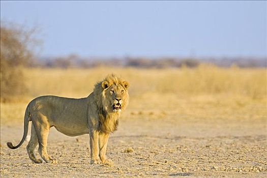 狮子,博茨瓦纳,非洲