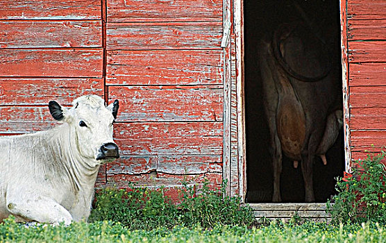 母牛,南方,萨斯喀彻温,加拿大