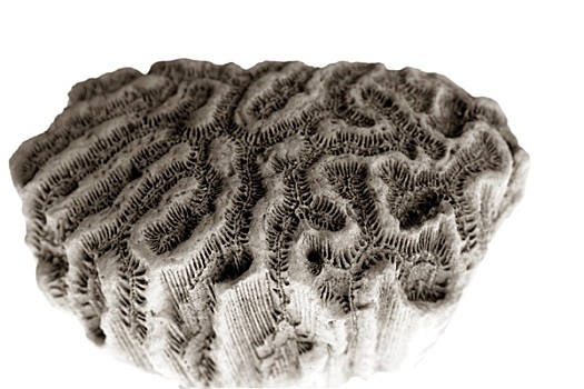 脑珊瑚,石头,微距,特写,棚拍