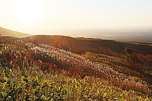 野外,地点,山,北海道