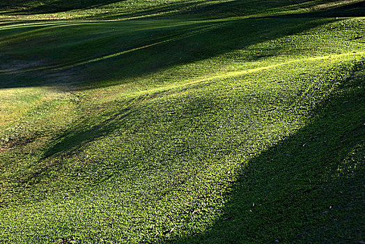 光影中的绿色草坡绿地