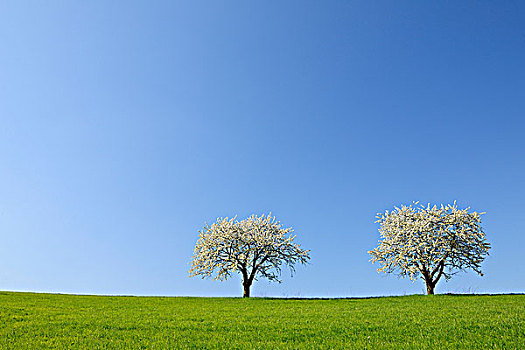 樱桃树,奥登瓦尔德,黑森州,德国