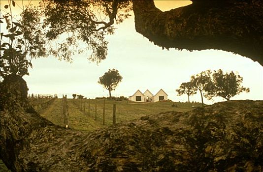 葡萄园,房子,不动产,葡萄酒酿植,新南威尔士