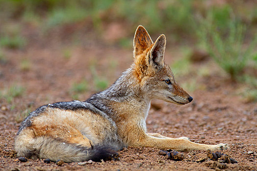 黑背狐狼,黑背豺,成年,卧,国家公园,禁猎区,南非,非洲