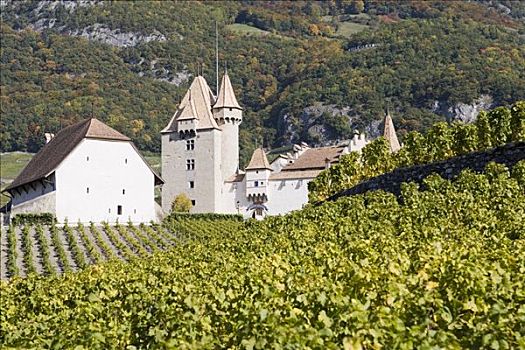 城堡,葡萄园,挨着,洛桑,瑞士,欧洲