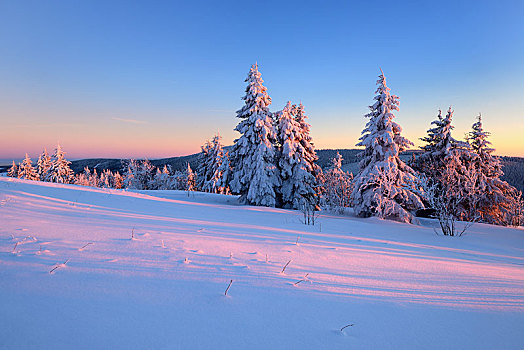 日落,云杉,积雪,冬季风景,萨克森,德国,欧洲