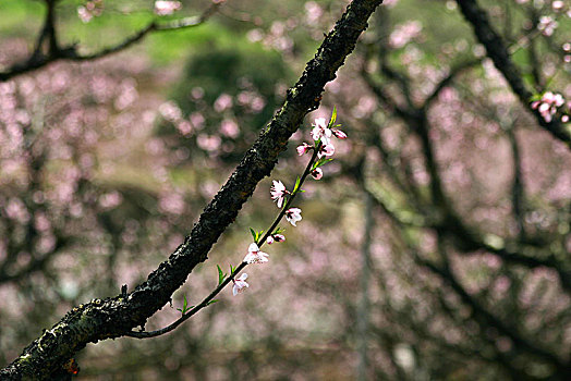 桃林,桃树,桃花园