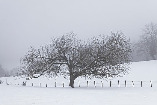 孤树,冬天,圆顶,奥弗涅,法国,欧洲