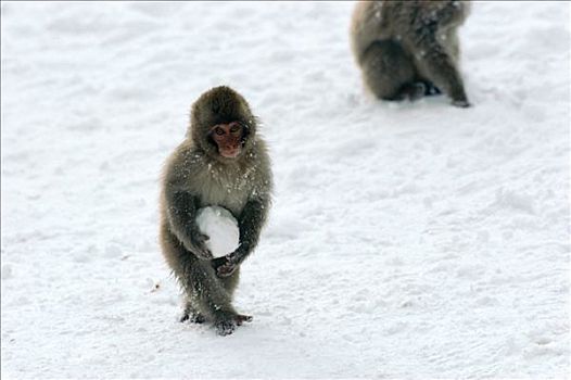 日本猕猴,雪猴,幼兽,拿着,雪球,日本
