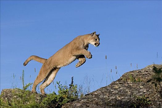 跳跃,美洲狮