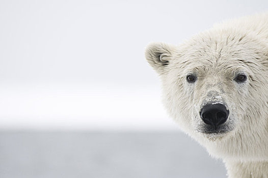北极熊,幼兽,冰冻,向上,区域,北极圈,国家野生动植物保护区,阿拉斯加