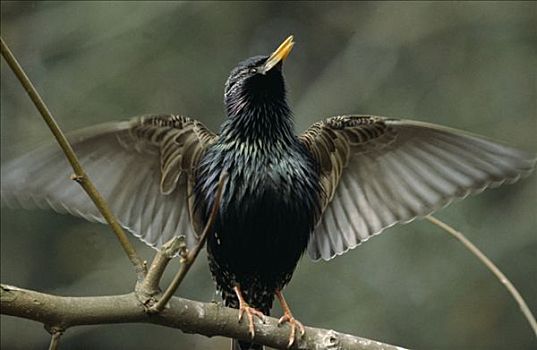 常见八哥,紫翅椋鸟,成年,栖息,枝头,振翅,翼,欧洲