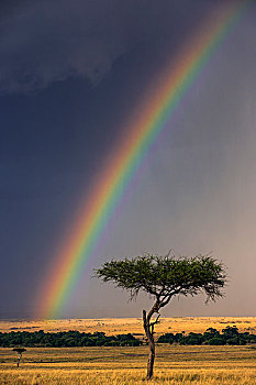 肯尼亚,马赛马拉,彩虹,马赛马拉国家保护区