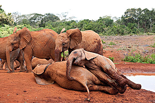 大象,内罗毕国家公园