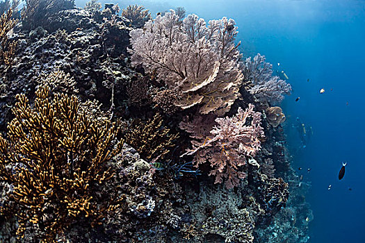 柳珊瑚,巴厘岛,印度尼西亚,亚洲