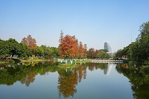 广州生物岛冬天的水杉与公园优美的环境