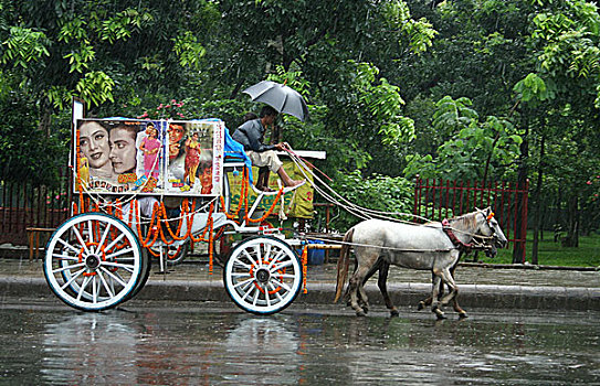 马车,季风,阵雨,达卡,孟加拉,2001年