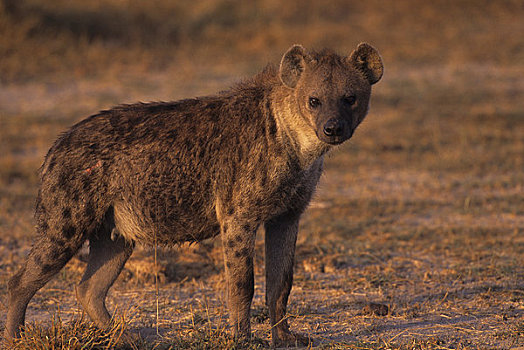 肯尼亚,安伯塞利国家公园,鬣狗