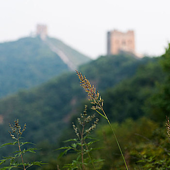 植物,金山岭,司马台,局部,长城,背景,密云,北京,中国