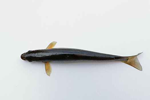 柳根鱼标本