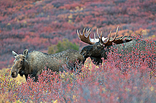 母牛,驼鹿,德纳里峰国家公园,阿拉斯加,美国