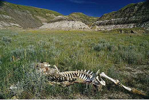 动物骨骼,荒地,国家公园,艾伯塔省