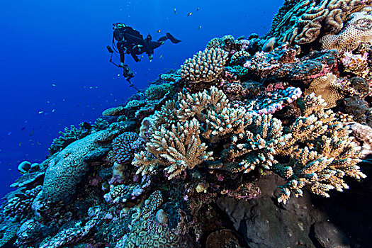 水下,摄影师,摄影,珊瑚礁,环礁,库克群岛