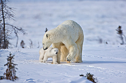 北极熊,三个,幼兽,苔原,瓦普斯克国家公园,曼尼托巴,加拿大