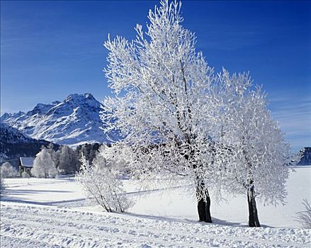 恩加丁,瑞士,白霜,冬天,时间