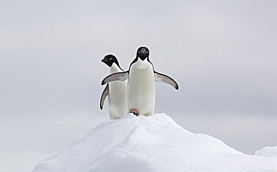 阿德利企鹅,浮冰,南大洋,英里,北方,东方,南极