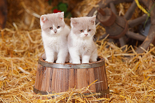 英国短毛猫,猫,两个,小猫,10星期大,坐,木质