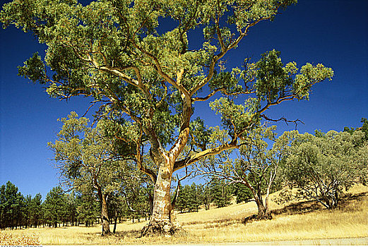 桉树,澳大利亚