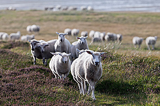 羊群,石荷州,德国,欧洲