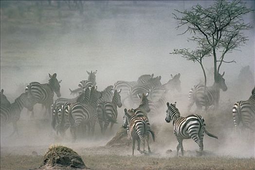 白氏斑马,斑马,牧群,塞伦盖蒂国家公园,坦桑尼亚