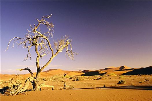 非洲,纳米比亚,沙漠