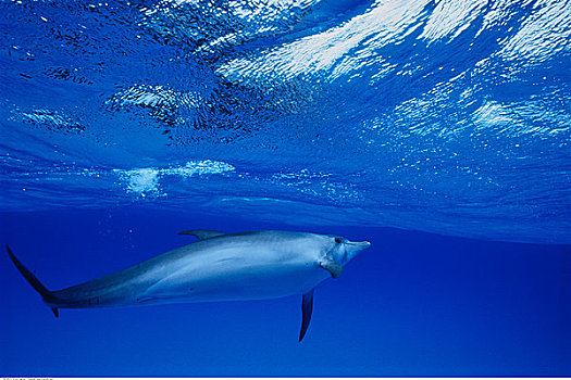 水下视角,幼小,斑海豚,小,巴哈马,堤岸