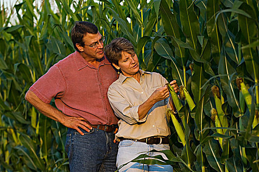 农业,夫妻,农民,检查,成熟,谷物,玉米,作物,一起,明尼苏达,美国